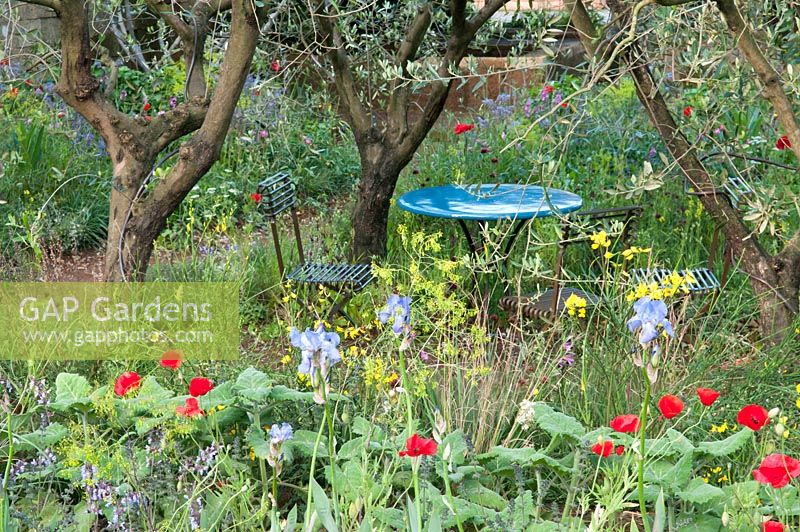 A Perfumer's Garden in Grasse. A romantic overgrown garden with a view to the garden table and chairs surrounded with Borago officinalis, Dipsacus fullonum, Iris pallida, Papaver rhoeas and Olea europaea 