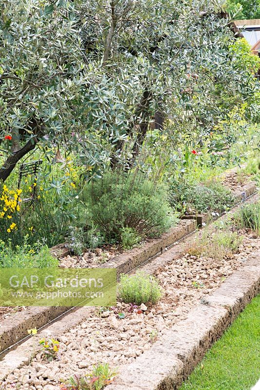 A Perfumer's Garden in Grasse. Olea europaea, an Olive tree overhanging a water rill with naturalistic planting