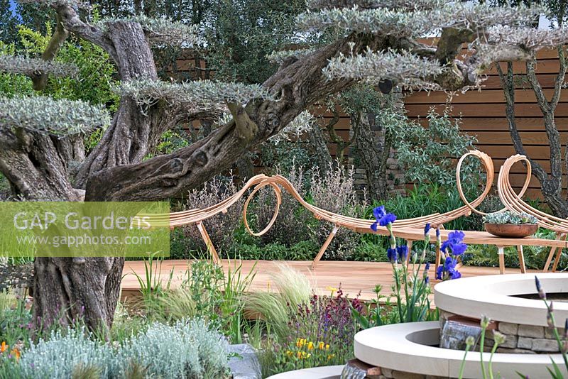 The Royal Bank of Canada Garden. Cloud pruned olive tree, wooden deck with sculptural wooden seating and tiered water feature.