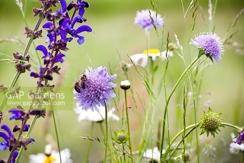 Knautia arvensis - Field Scabious with bees, Salvia pratensis and Meadow Clary
