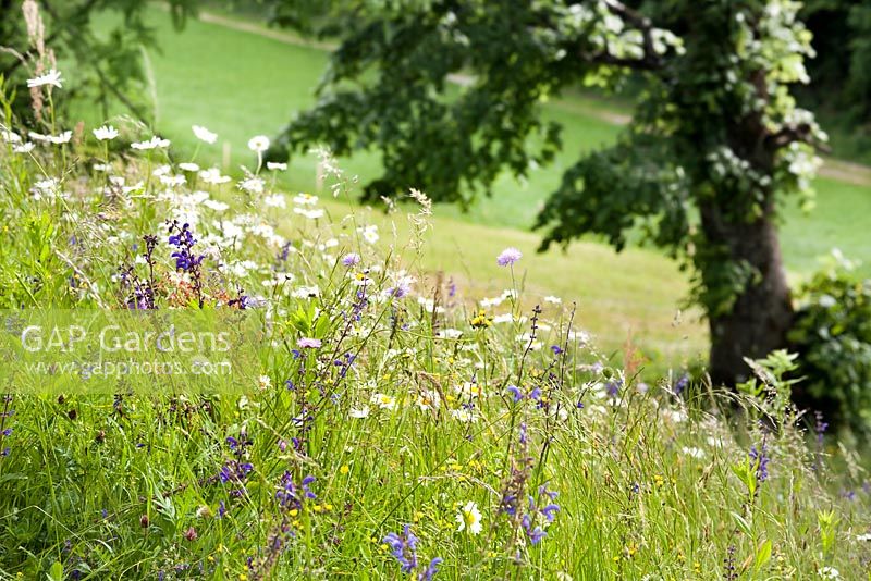 Wildflower meadow with Knautia arvensis - Field Scabious, Salvia pratensis, Meadow Clary, Leucanthemum vulgare and Rumex acetosa.