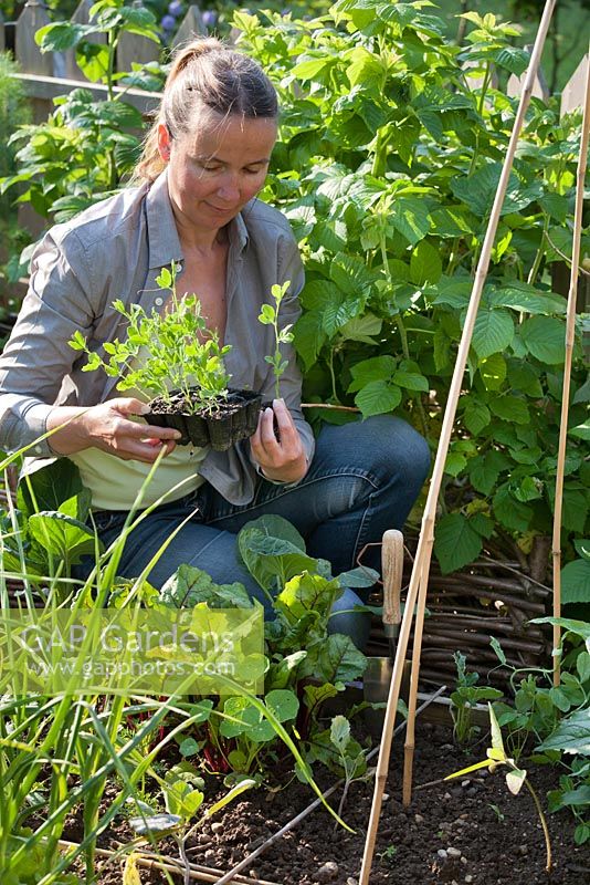 Woman planting Lathyrus odoratus