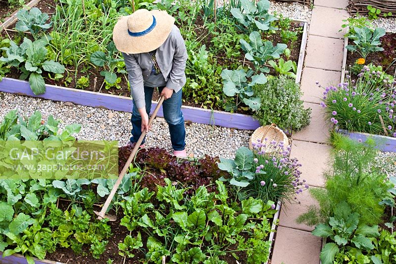 Gardener loosening the soil between seedlings