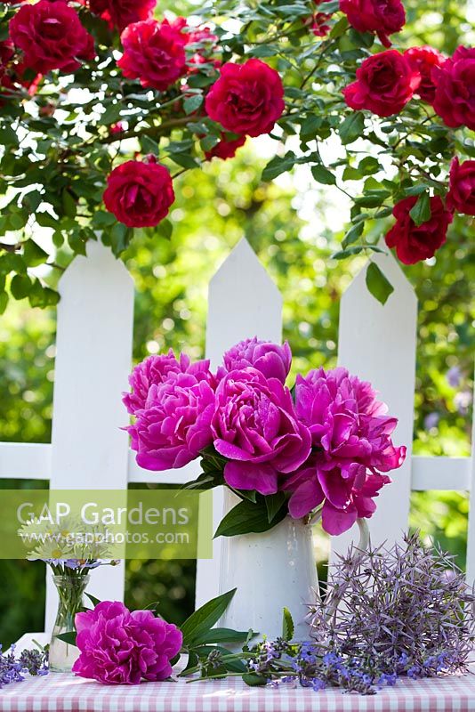 Cut flower arrangement with jug of peony on garden table in summer. Rosa 'Crimson Glory' - climbing rose