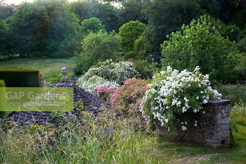 Moorwood garden - Rosa 'Aglaia', Rosa 'Rambling Rector', Rosa 'Paul Transon' and Rose 'Lykkefund' 