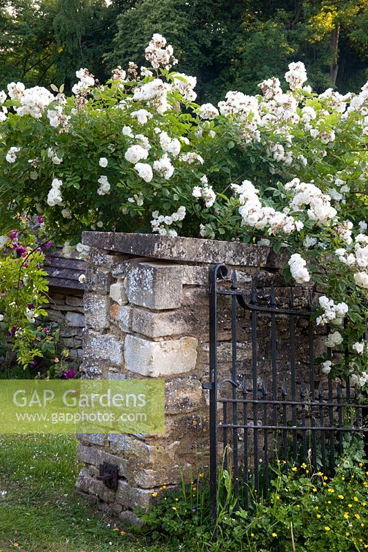 Rosa 'Aglaia' growing over wall - Moorwood Garden 