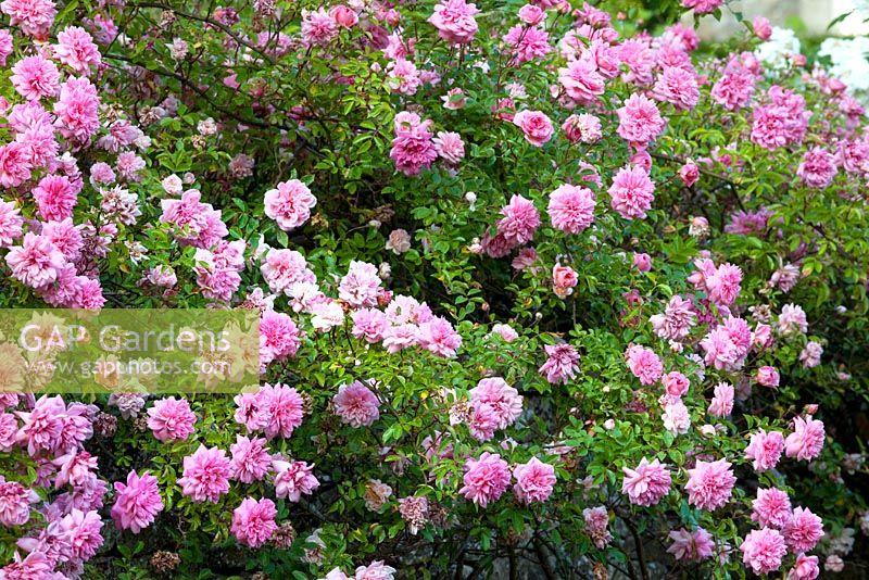 Rosa Paul Transon - Moorwood Garden 