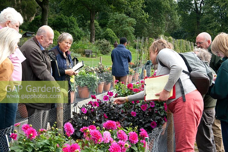 Judging taking place at the Dahlia trials Wisley
