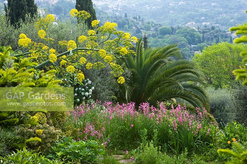 Giant fennel - Ferula communis and Gladiolus illyricus in garden border over looking french countryside