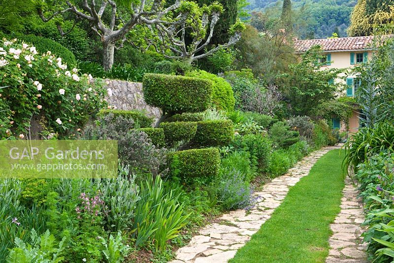 Grass pathway with stone edgings leads to villa through wide flower borders of front garden featuring a cloud pruned tree