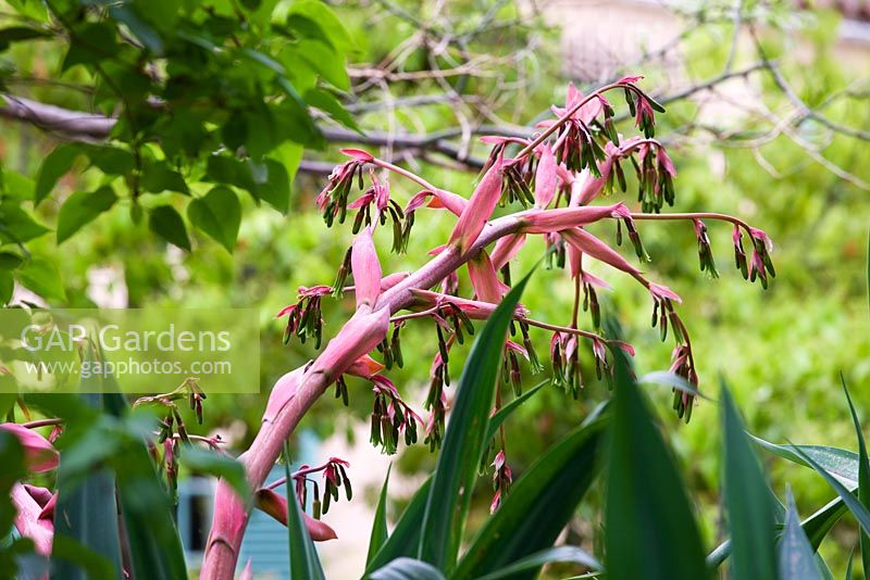 Beschorneria yuccoides flowers