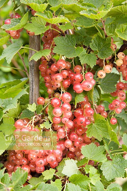 Ribes rubrum 'Gloire de Sablons' - Pinkcurrants on the bush