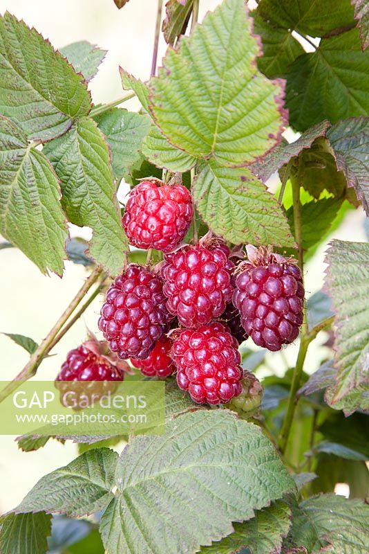 Rubus 'Veitchberry' - veitchberries