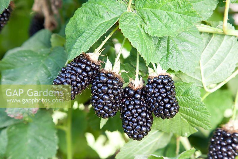 Rubus fruticosus 'Obsidian' - Blackberries