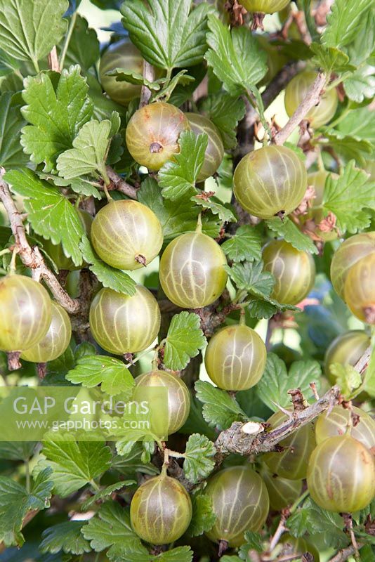 Ribes uva-crispa 'Whitesmith' - gooseberries