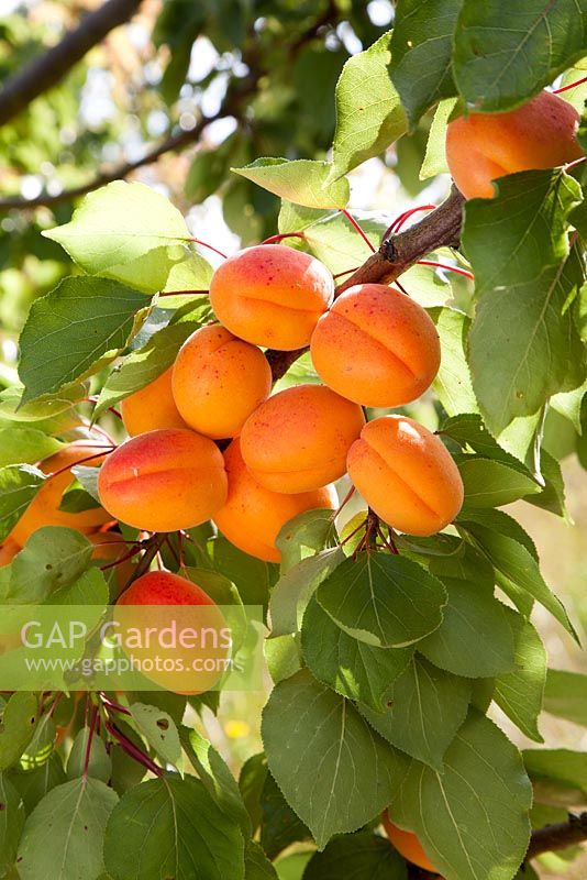 Prunus armeniaca 'Flavorcot' syn 'Bayoto' - Apricots