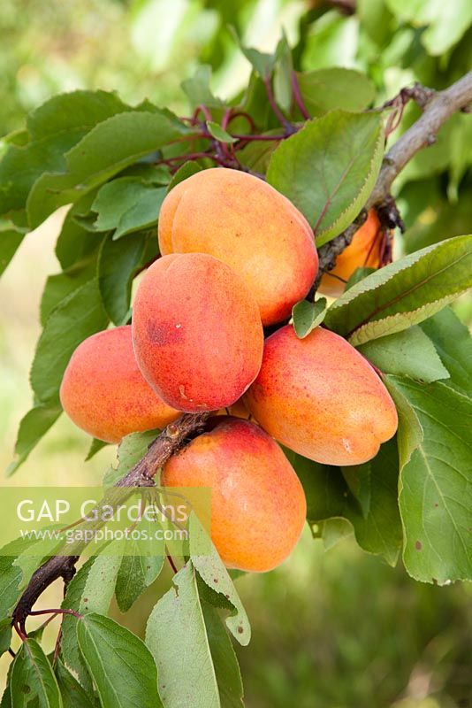 Prunus armeniaca 'Tomcot' - Apricots