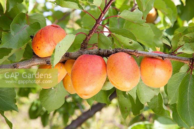 Prunus armeniaca 'Tomcot' - apricots