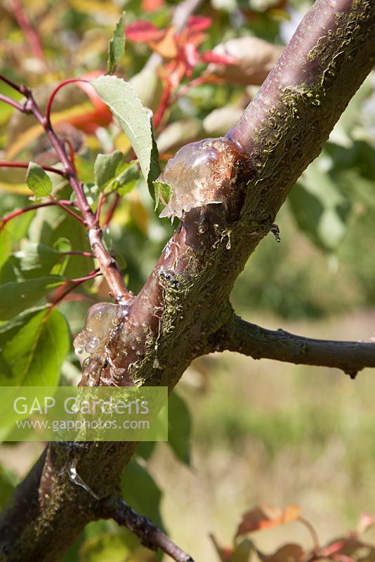 Gumming or gummosis on branch of apricot tree