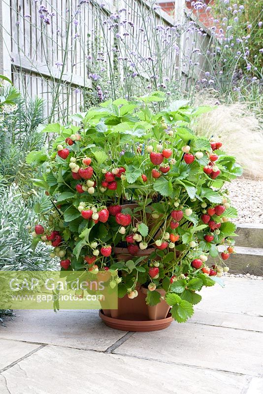 Three tier strawberry pot planted with strawberries