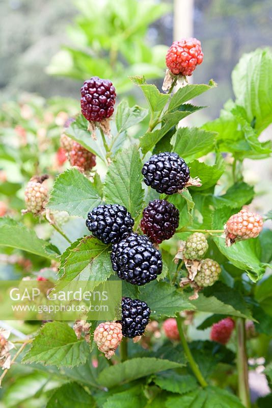 Rubus fruticosus 'Reuben' - Primocane Blackberry 