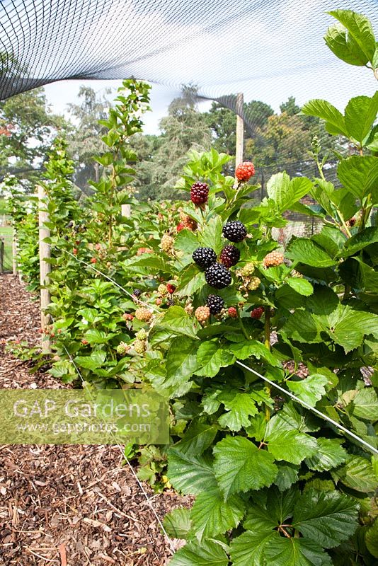 Rubus fruticosus 'Reuben' - Primocane Blackberry
