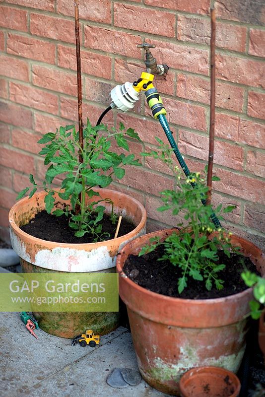 Tap splitter for a double hose above young, potted tomato plants