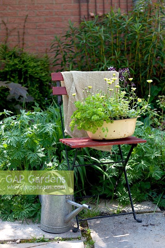 Herbs growing in an enamel bowl on a bistro chair, including parsley, thyme, sweet woodruff and Chrysanthemum segetum