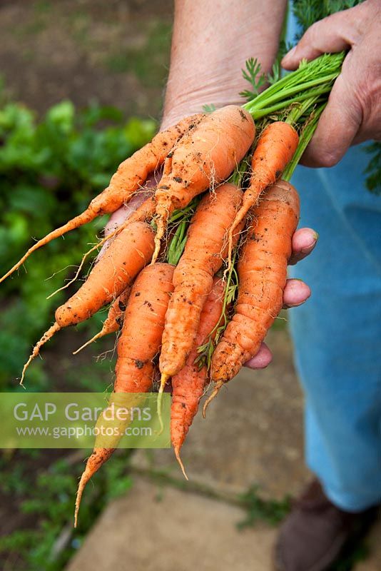 Man holding a bunch of freshly harvested carrots