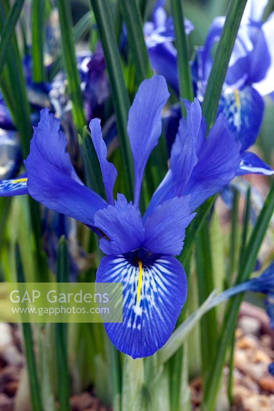 Iris histroides 'Lady Beatrix Stanley'