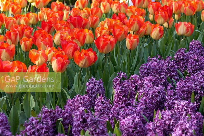 Spring bedding display with Tulipa 'American Dream' and Hyacinthus orientalis 'Purple Sensation'