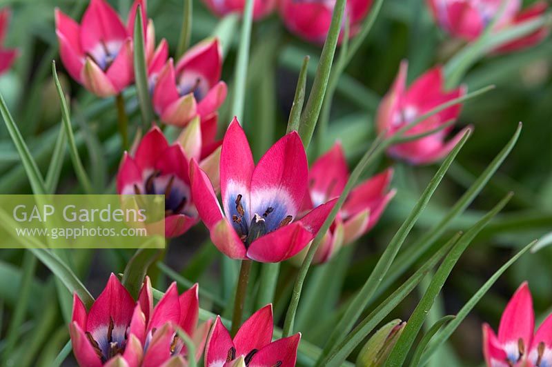 Tulipa hageri 'Little Beauty', open to the sun