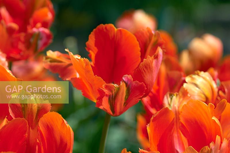 Tulipa 'Orange Favourite' planted in a group