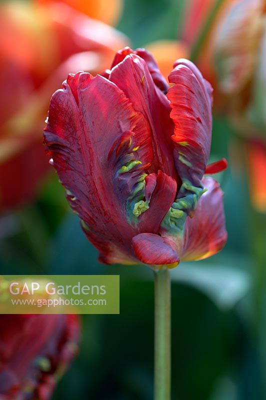 Tulipa 'Rococo', parrot tulip