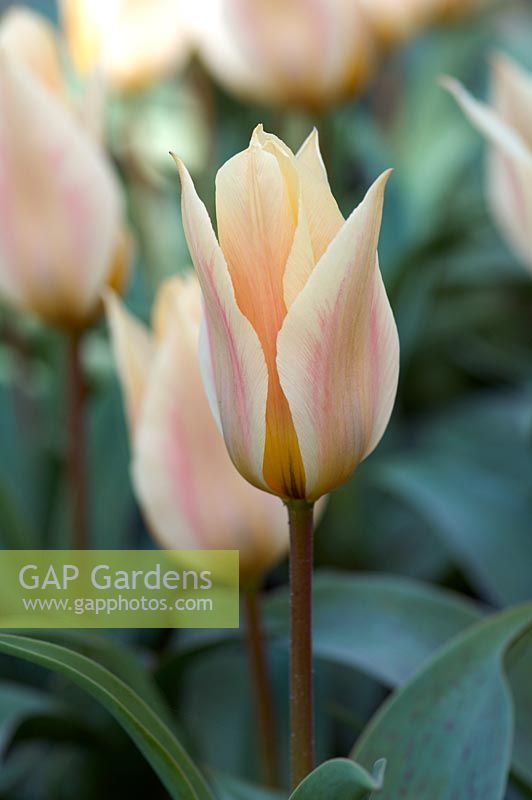 Tulipa 'Fur Elise', single-flowered greigii hybrid tulip