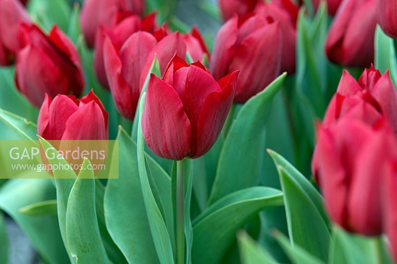 Tulipa 'Couleur Cardinal', single early tulip