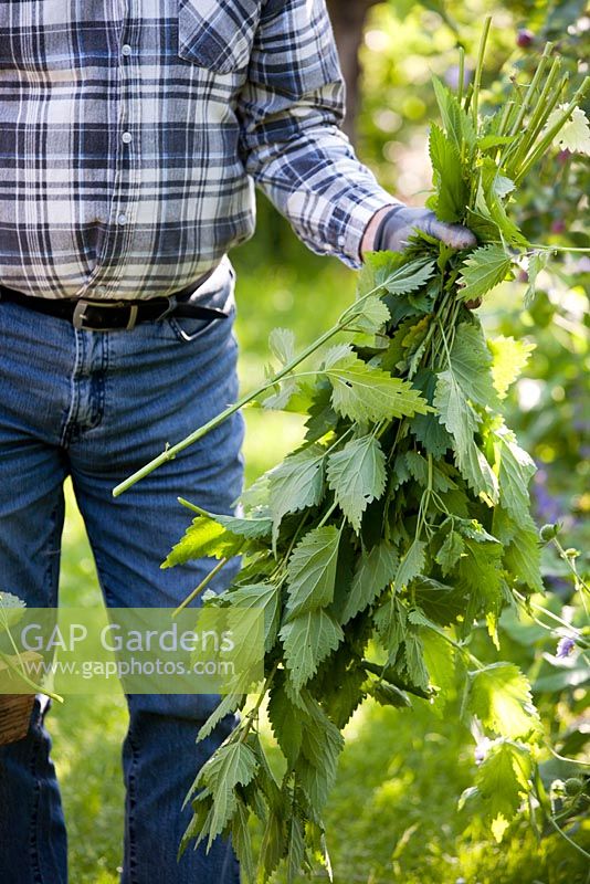 Man with nettles - Urtica dioica - cut to make insecticide and fertilizer