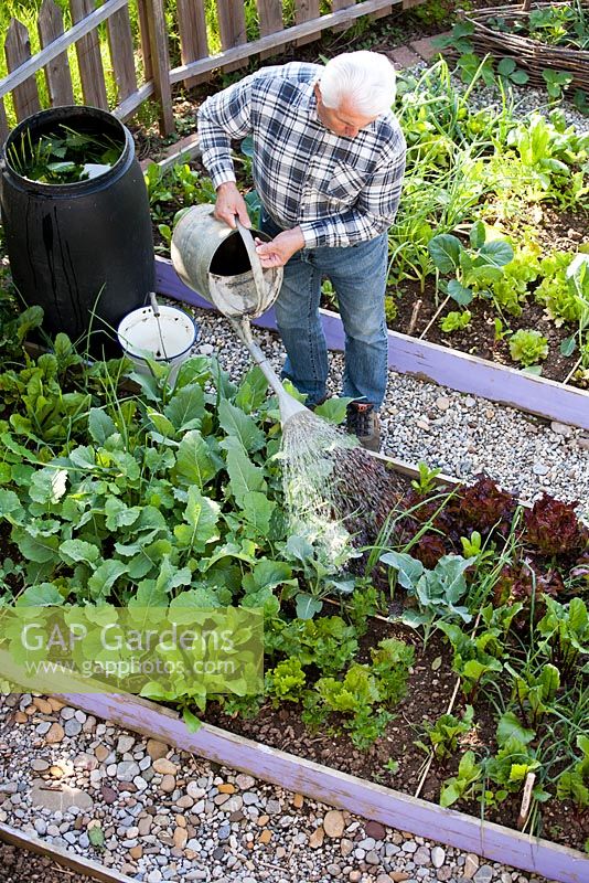Man watering vegetables with a solution made from steeping nettles and water in a water butt