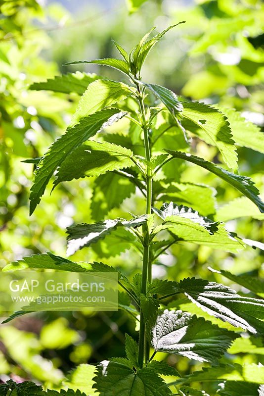 Urtica dioica foliage - Stinging nettles