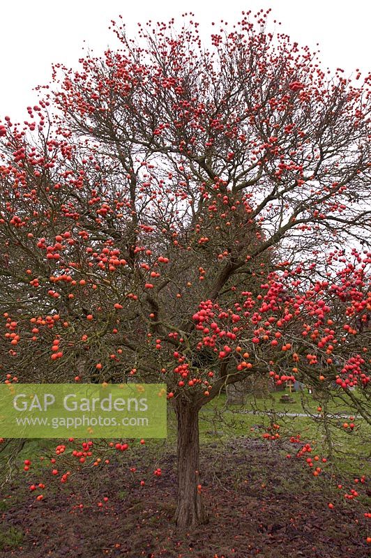 Crataegus x lavalleei 'Carrierei' - hybrid cockspur hawthorn tree with berries