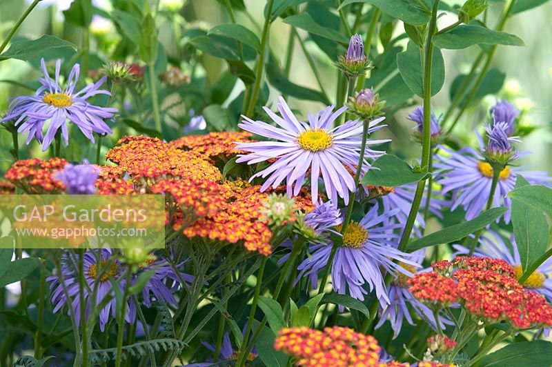 Plant combination of aster and achillea