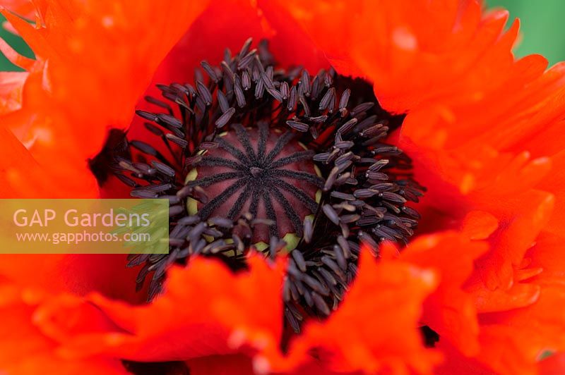 Papaver orientale 'Türkenlouis' - Oriental poppy, close-up of flower centre