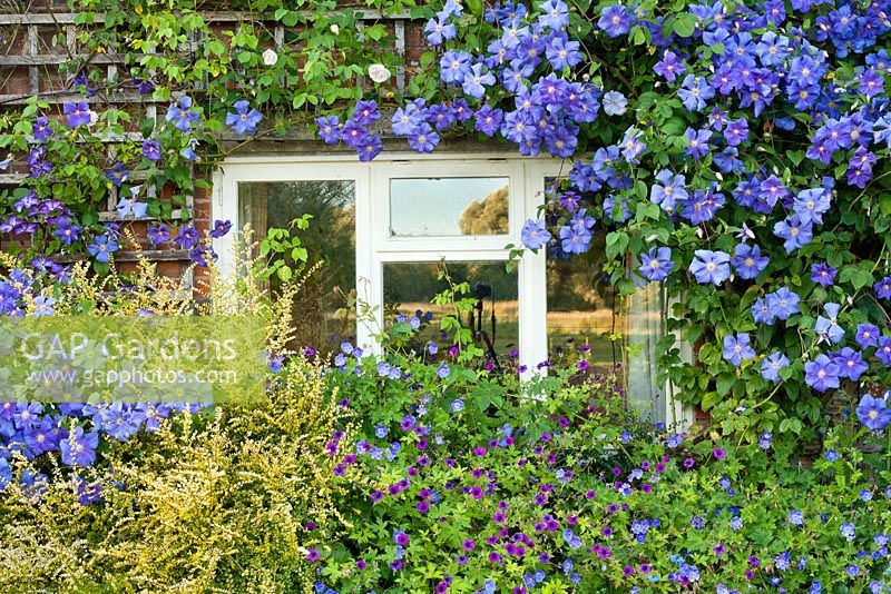 Bed by the house includes Lonicera nitida 'Baggesen's Gold', Clematis 'Perle d'Azur', Geranium 'Rozanne', Geranium 'Ann Folkard'.