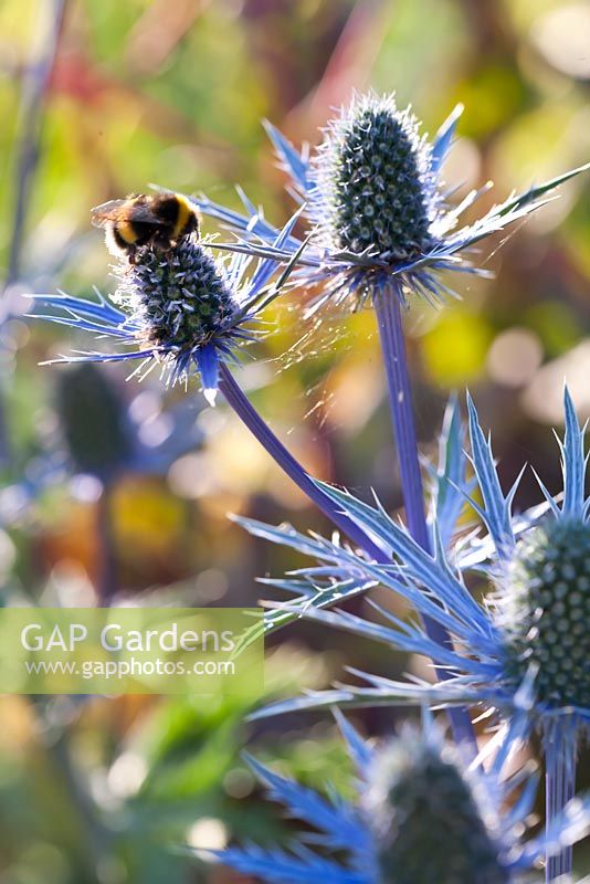 Eryngium x zabelii 'Big Blue' with bumblebee