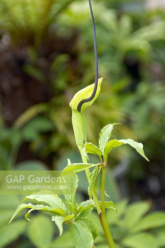 Arisaema tortuosum var. helleborifolium - Whipcord Cobra Lily