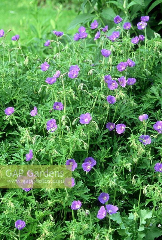 Geranium 'Brookside' in flower, July, Cambridge Garden Plants
