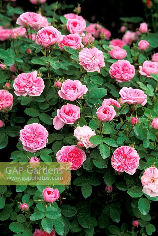 Rosa 'De Meaux', centifolia rose
