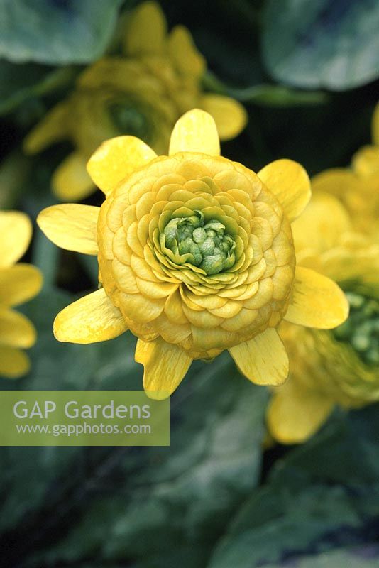 Ranunculus ficaria 'Collarette' - double flowered variety