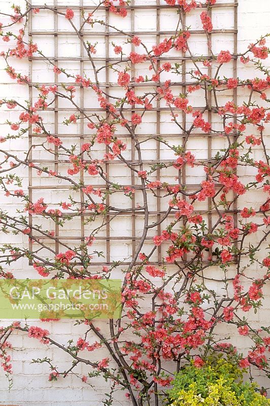 Chaenomeles trained up trellis on white wall 