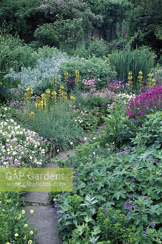 Country garden with path between mixed summer border. Aquilegia erysimum 'bowles mauve', iris achillea, helianthemum, asphodeline and geranium. Docwra's Manor